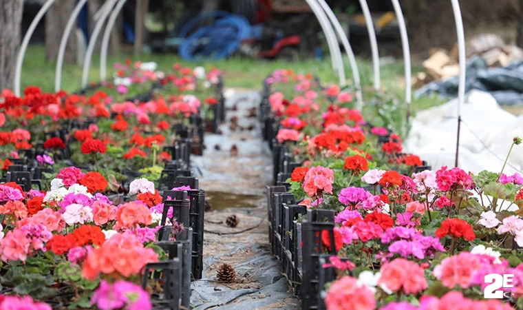 ESTÜ serasında yetiştirilen 20 bin çiçek kampüsü süslemeye başladı