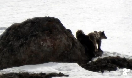 Anne ayı ve yavruları karda dolaşırken görüntülendi