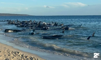 Kıyıya vuran balinalar ölüyor